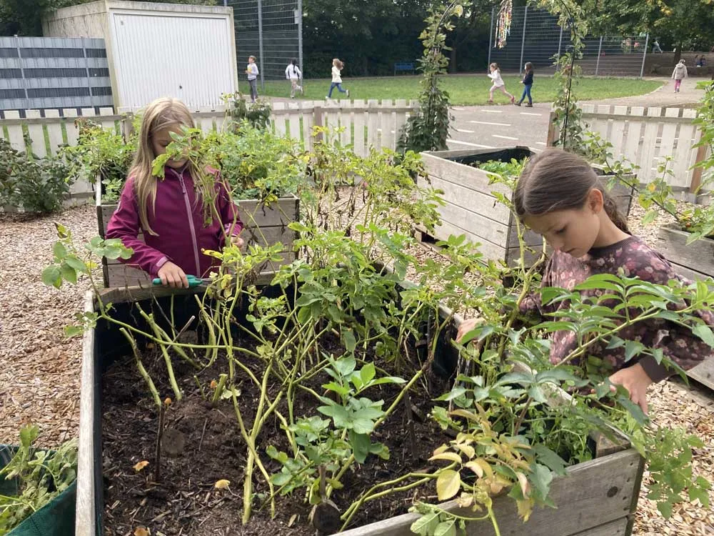 Grundschule Offenbach an der Queich - Projekt Kartoffel Foto 02